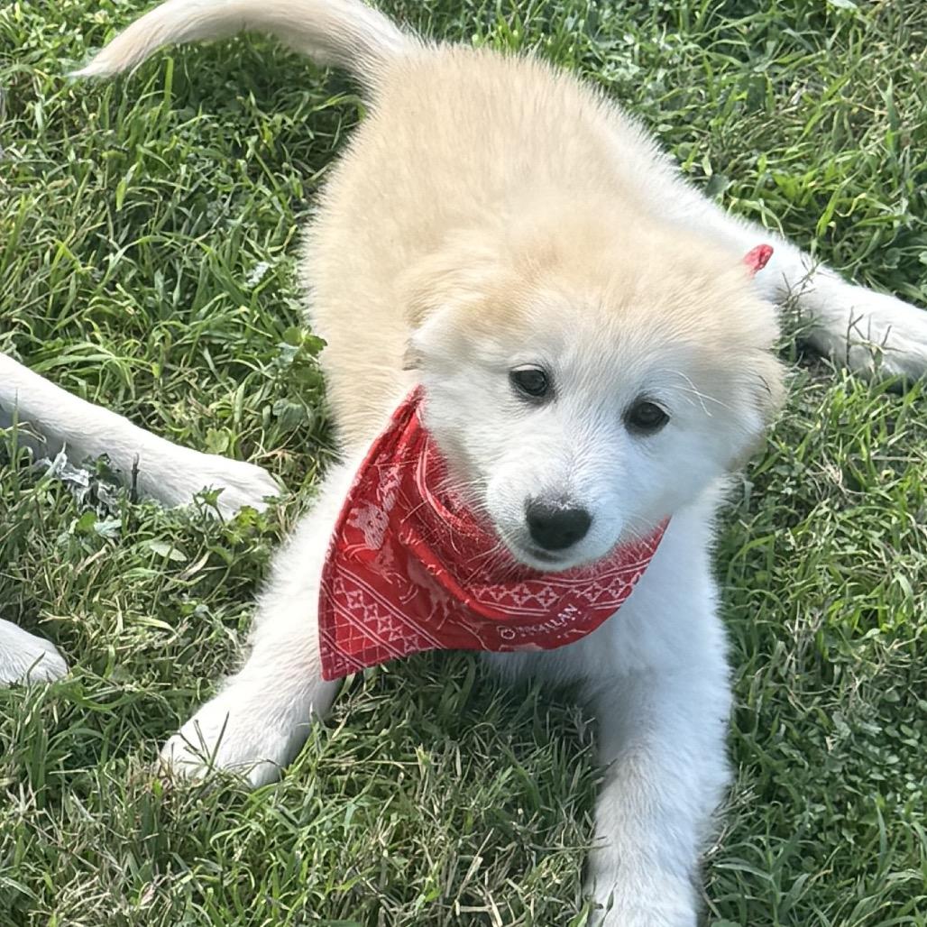 Snowball, Adoptable, Puppy Male Mixed Breed.