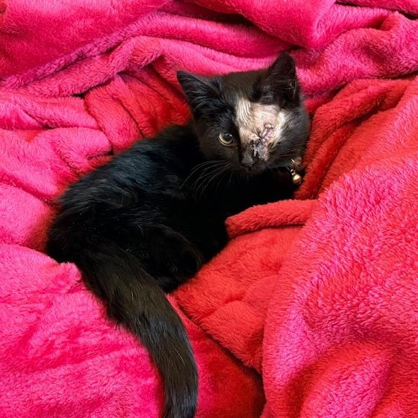 Enlarge America, a Adoptable Domestic Medium Hair in Portland, ME image 4/5