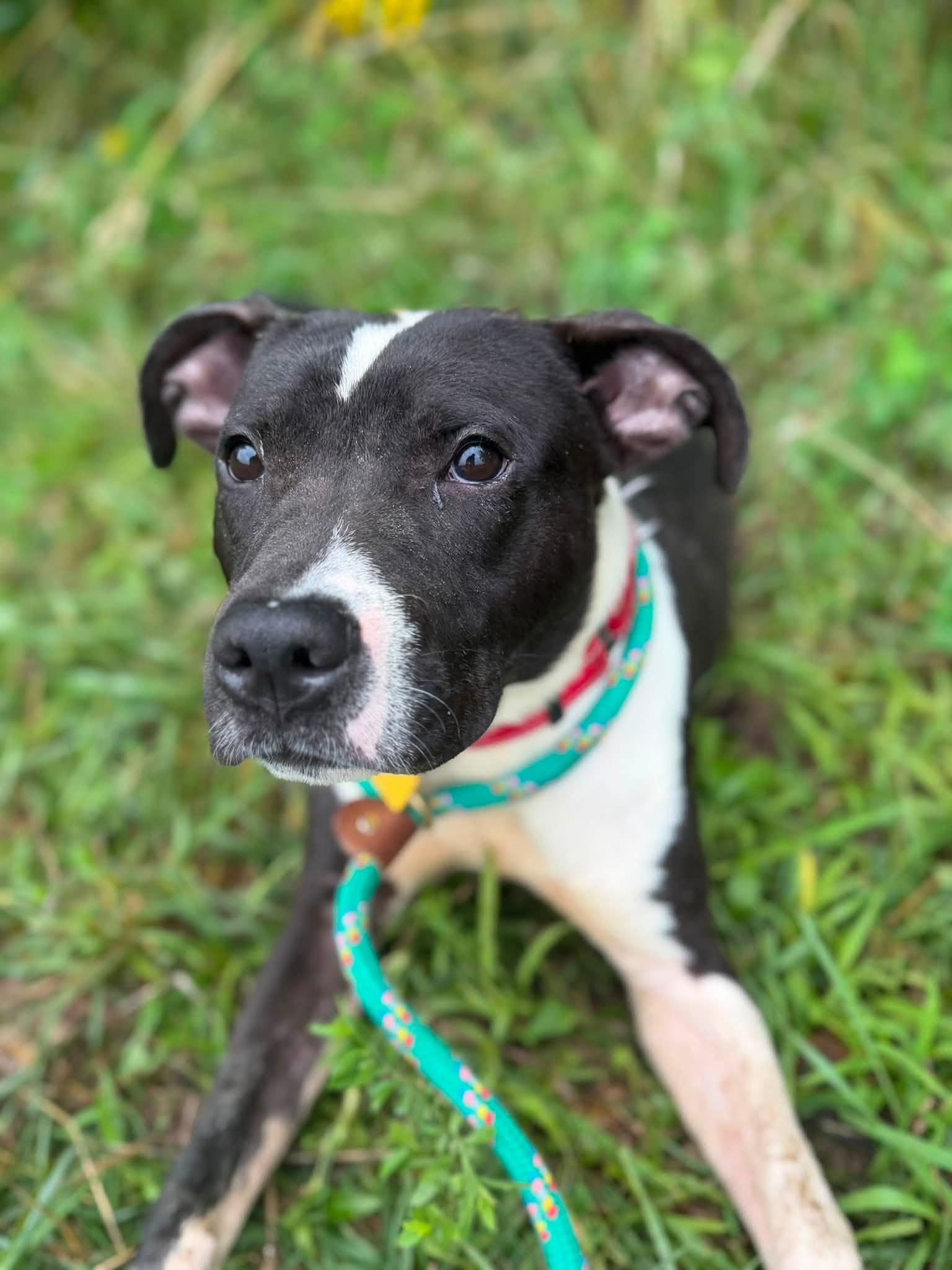 Enlarge Argus, a Adoptable mixed breed in Cleveland, OH image 3/6