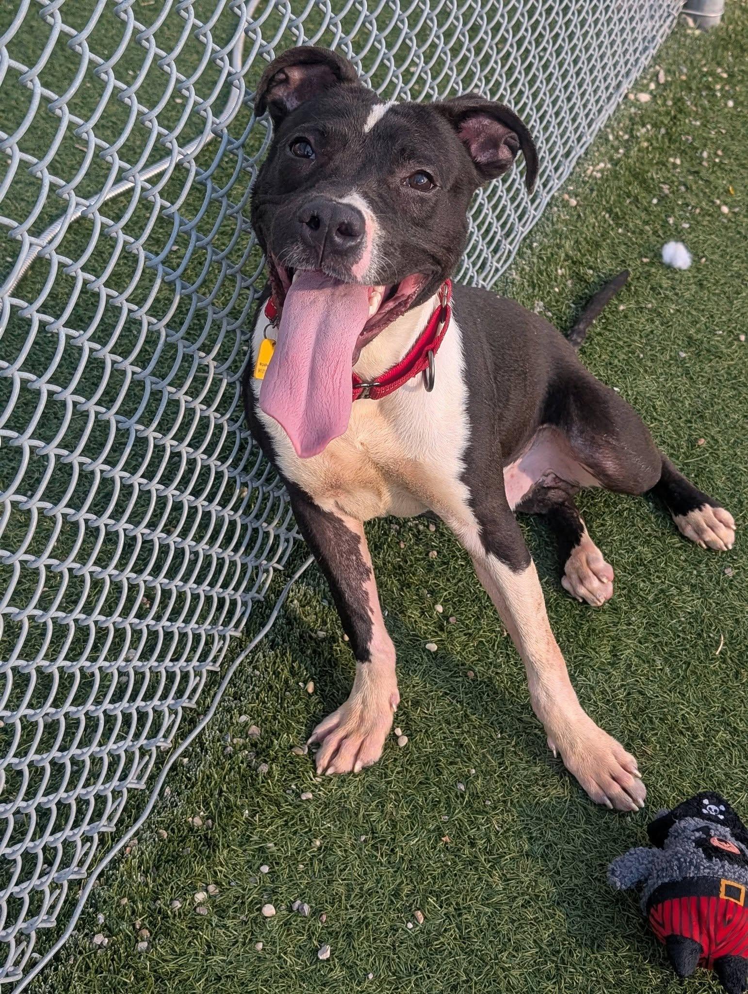 Enlarge Argus, a Adoptable mixed breed in Cleveland, OH image 2/6