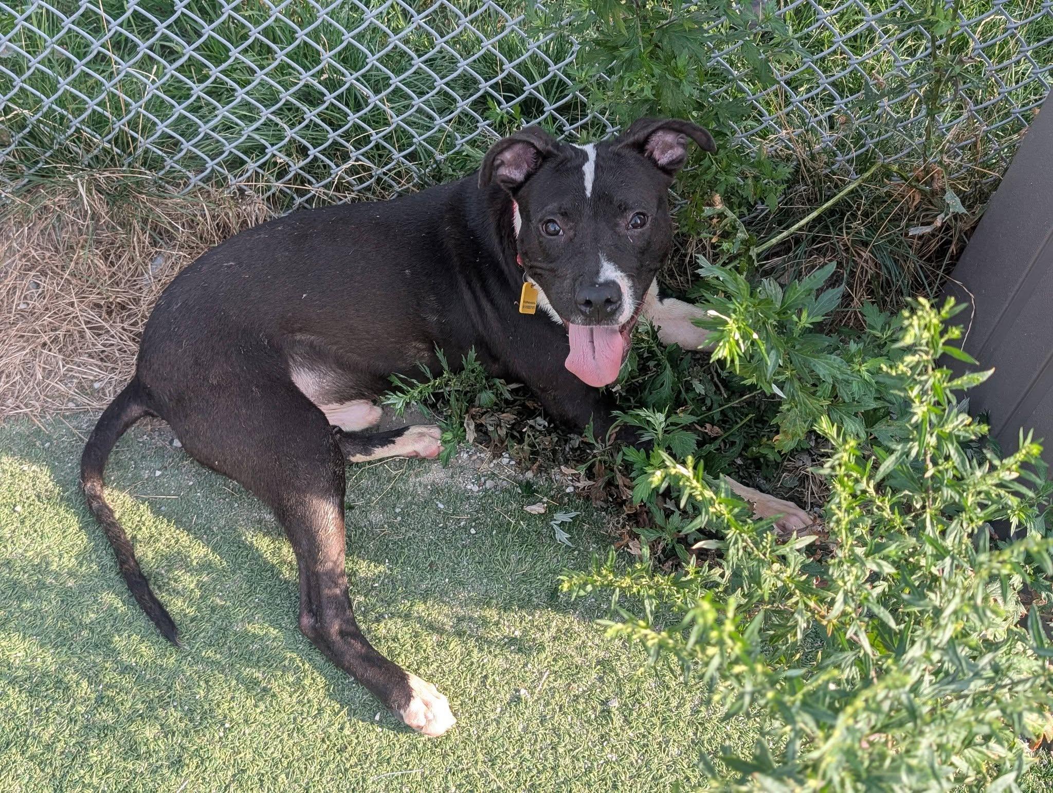 Enlarge Argus, a Adoptable mixed breed in Cleveland, OH image 4/6