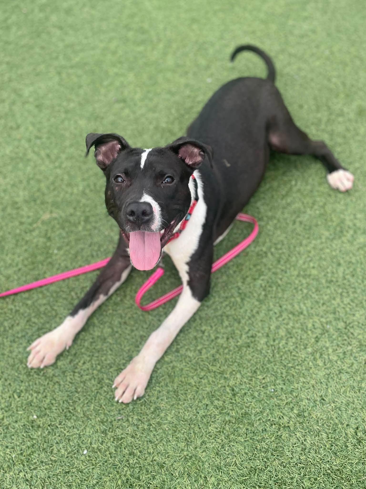 Enlarge Argus, a Adoptable mixed breed in Cleveland, OH image 1/6