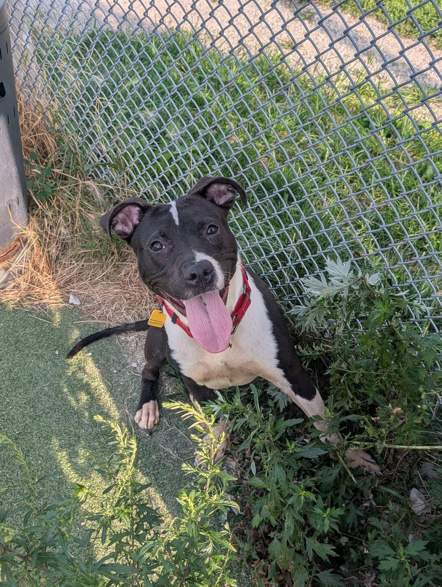 Enlarge Argus, a Adoptable mixed breed in Cleveland, OH image 5/6