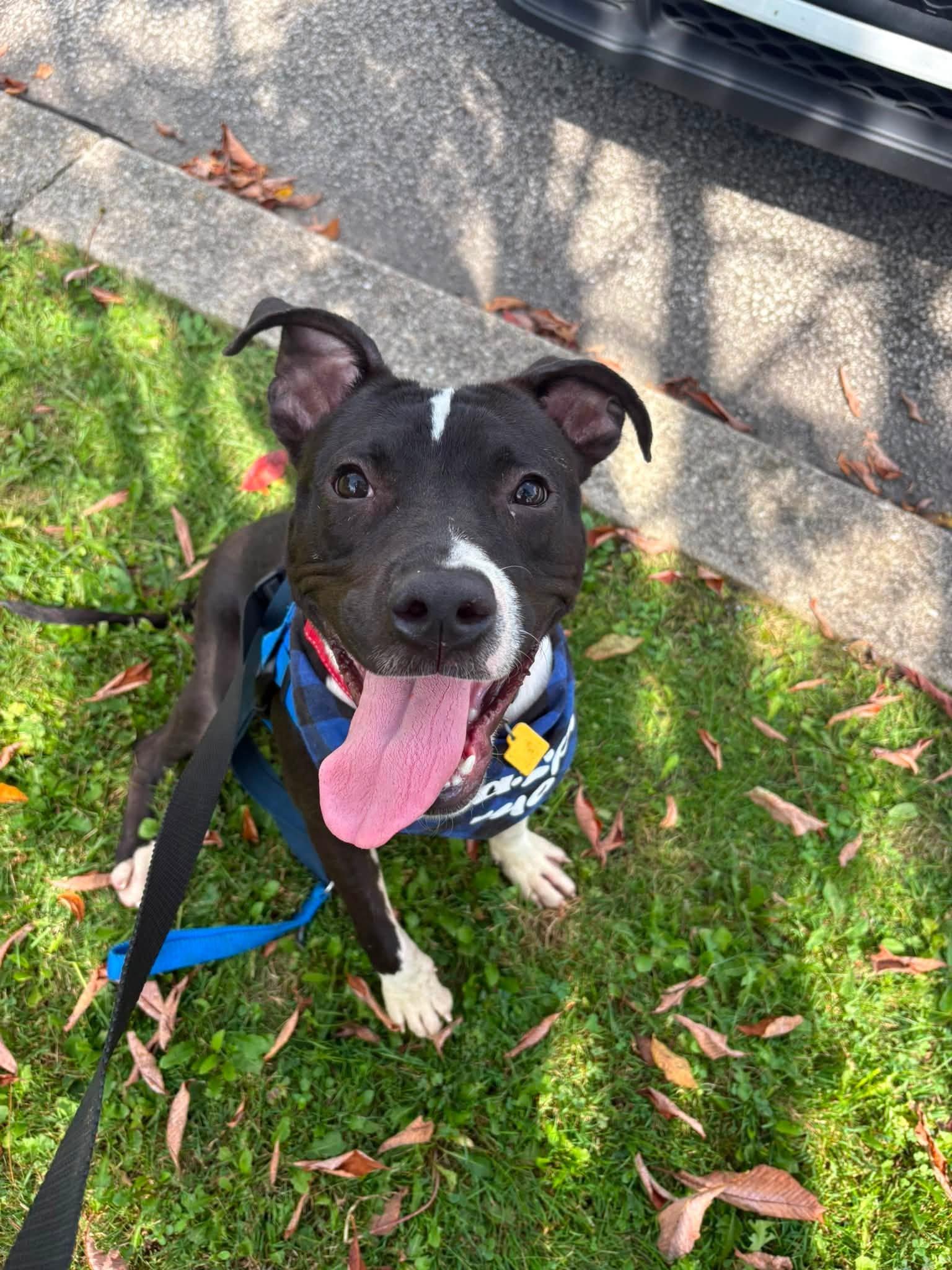 Enlarge Argus, a Adoptable mixed breed in Cleveland, OH image 6/6