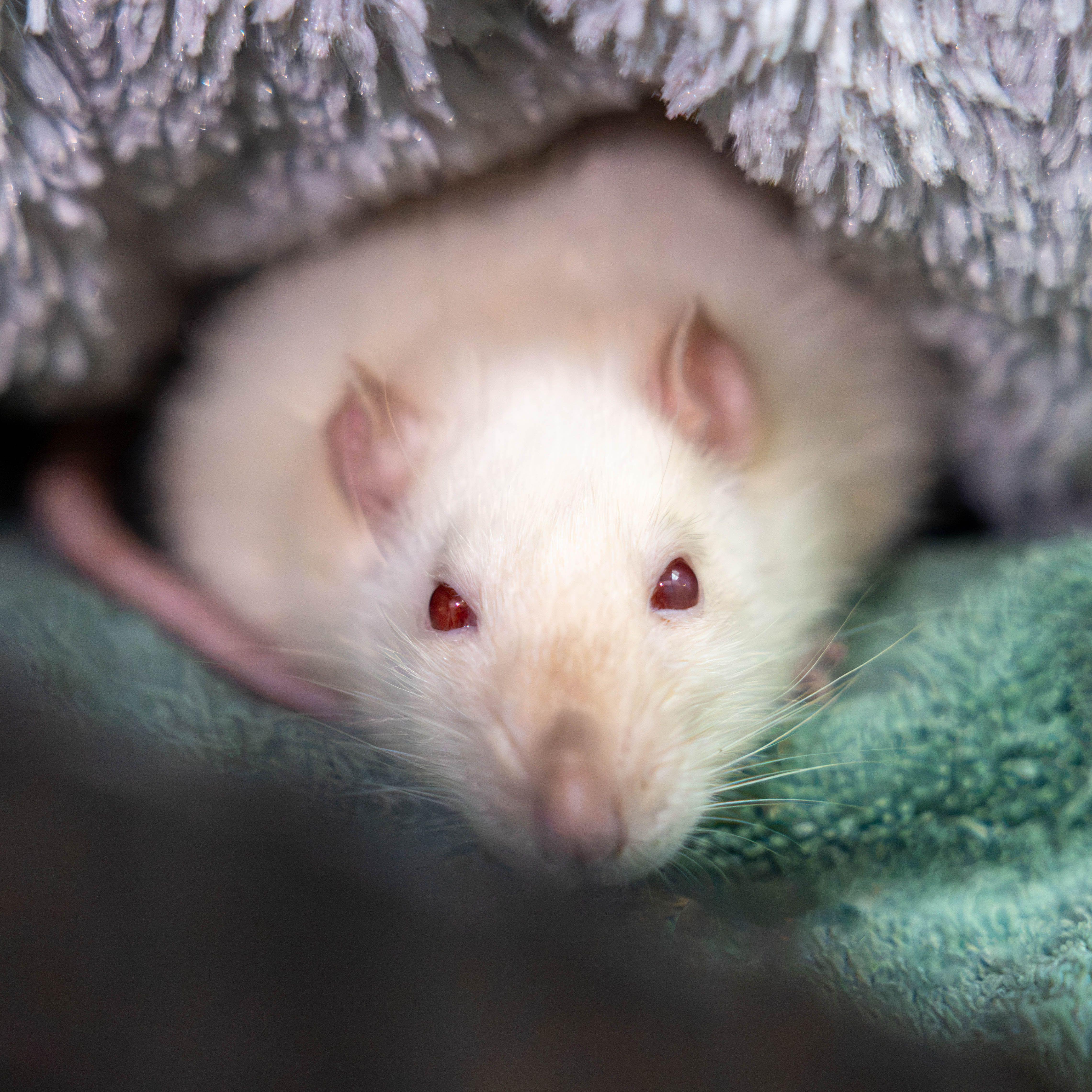 Enlarge Blanquita and Rosa, a Adopted Rat in Hamilton, ON image 4/4
