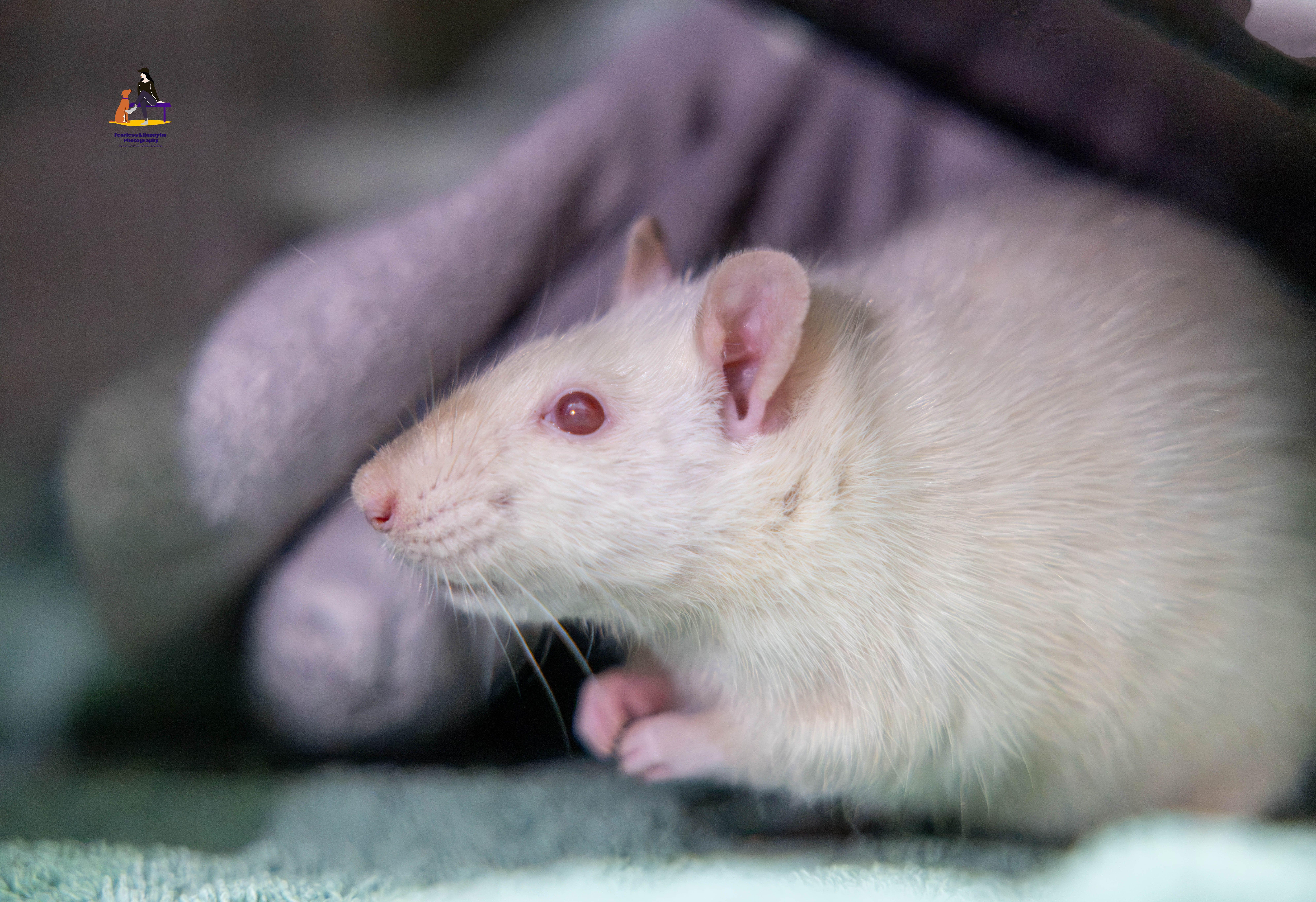 Enlarge Blanquita and Rosa, a Adopted Rat in Hamilton, ON image 3/4
