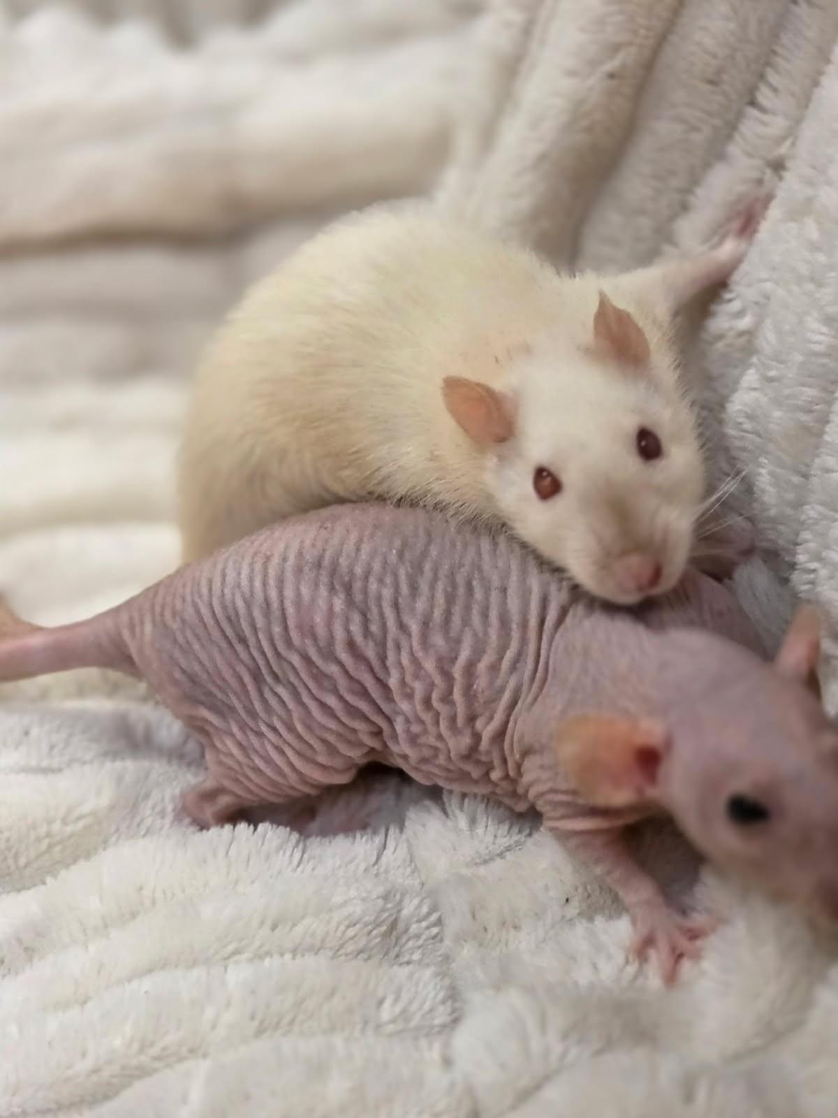 Enlarge Blanquita and Rosa, a Adopted Rat in Hamilton, ON image 1/4