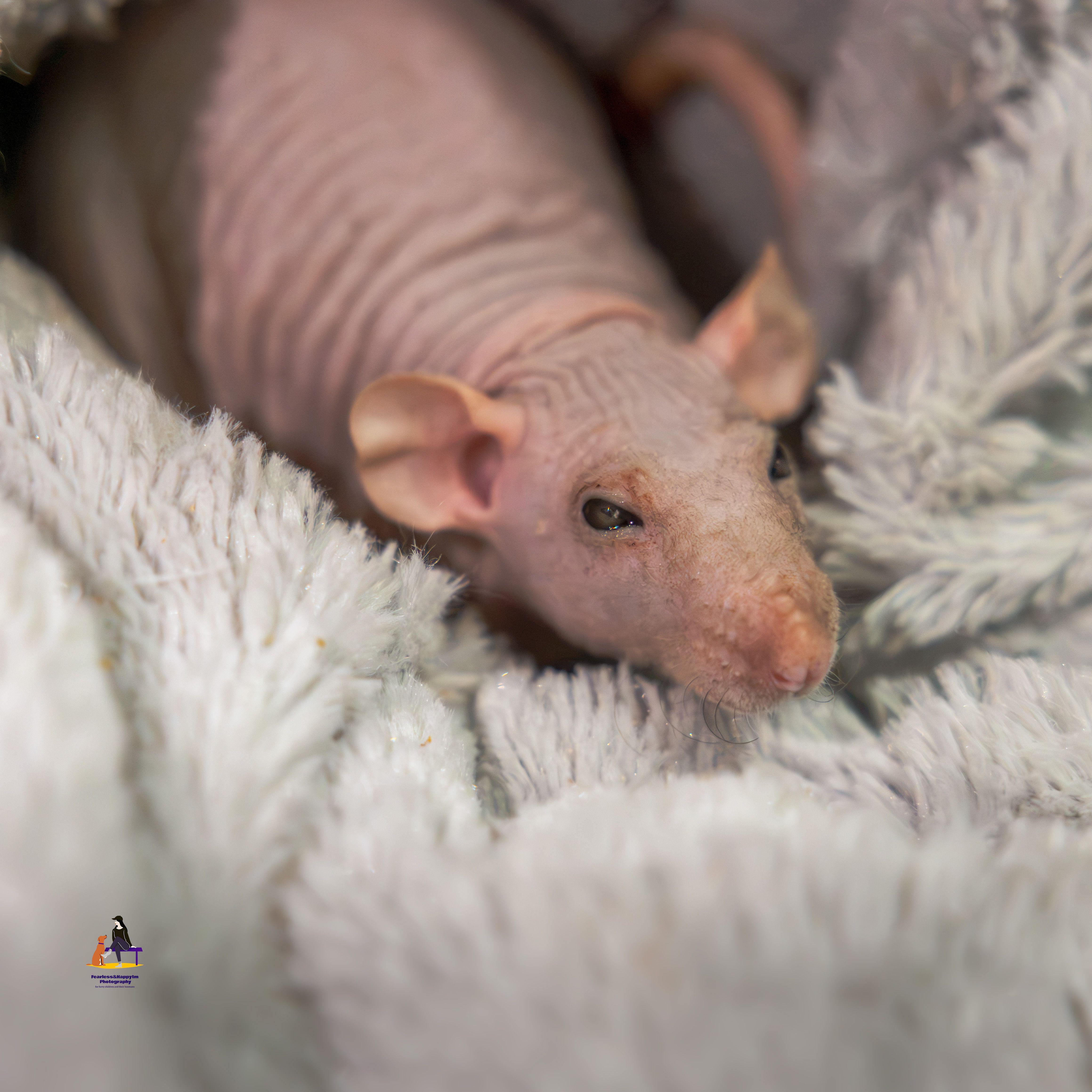 Enlarge Blanquita and Rosa, a Adopted Rat in Hamilton, ON image 2/4