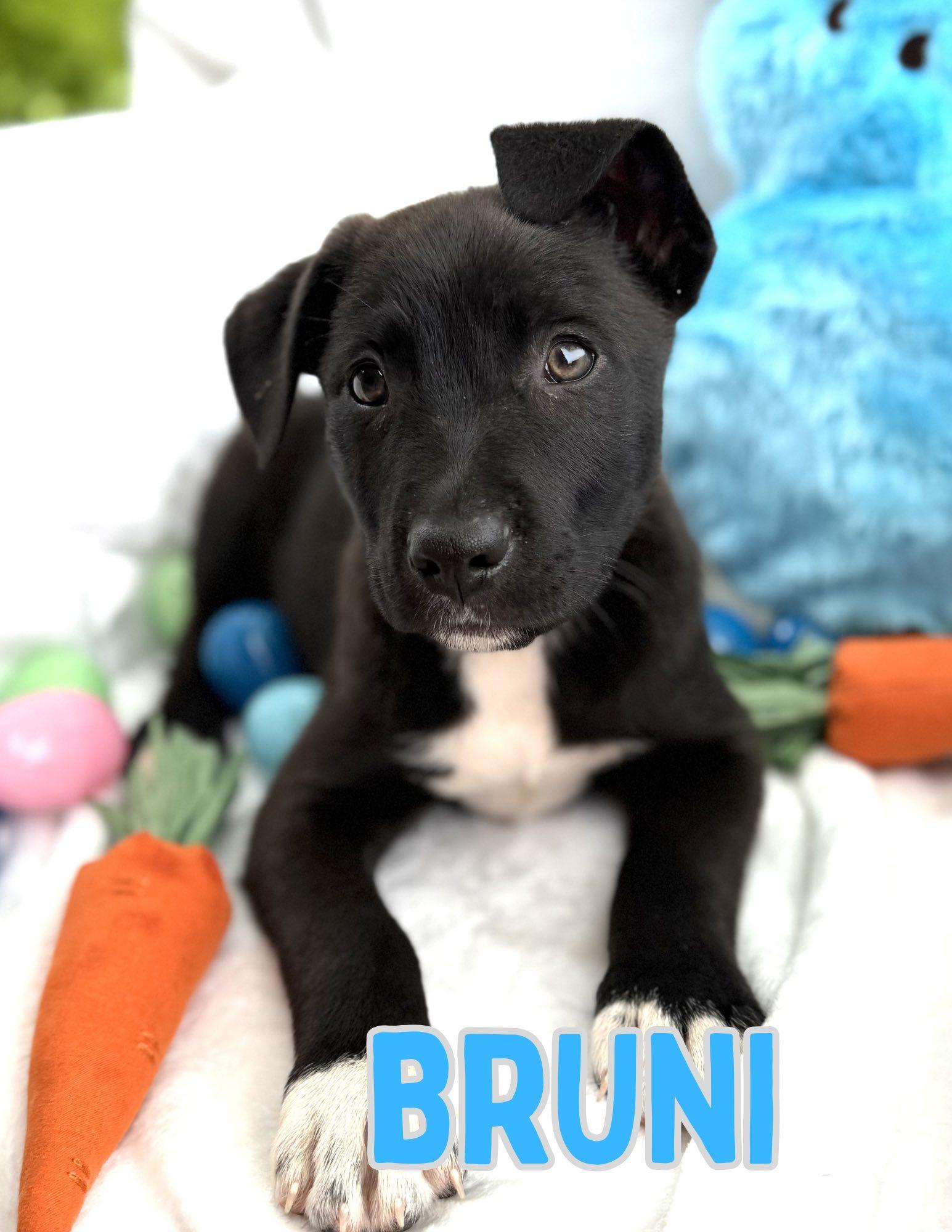 Bruni, ADOPTABLE, Puppy Male Black Labrador Retriever & German Shepherd Dog.