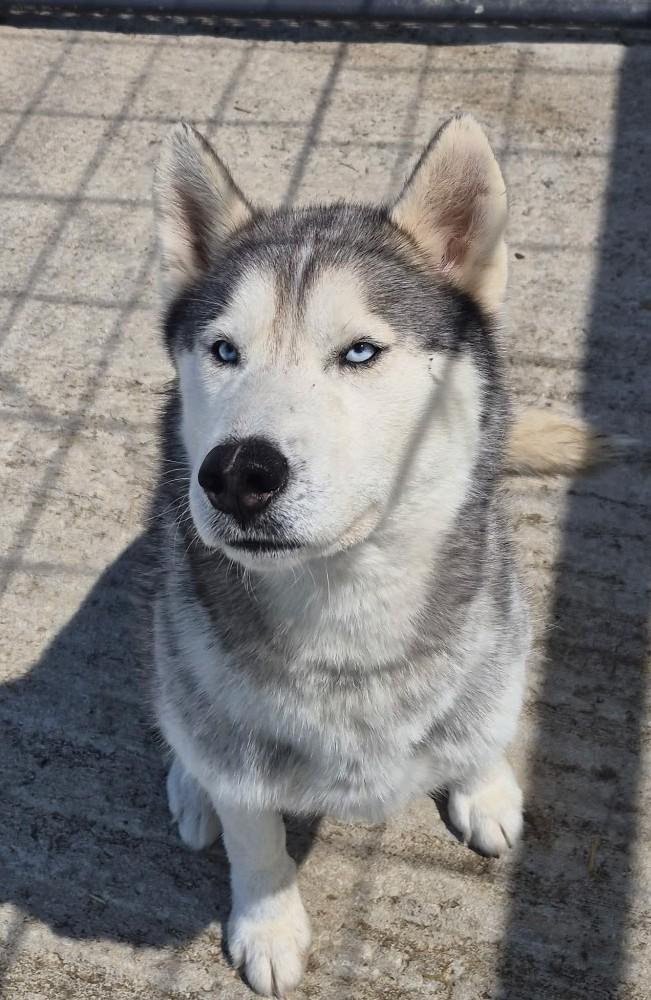 Enlarge Luke, a ADOPTABLE Husky in Taylorsville, KY image 3/3
