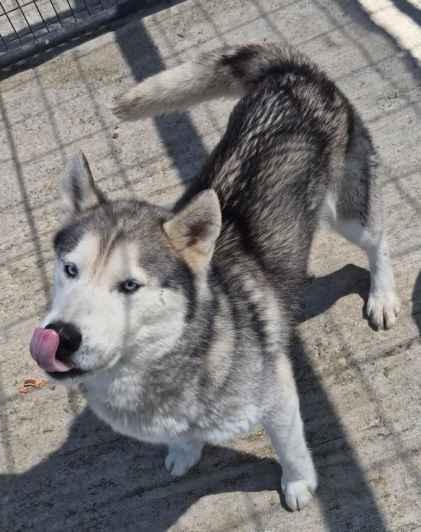Enlarge Luke, a ADOPTABLE Husky in Taylorsville, KY image 2/3