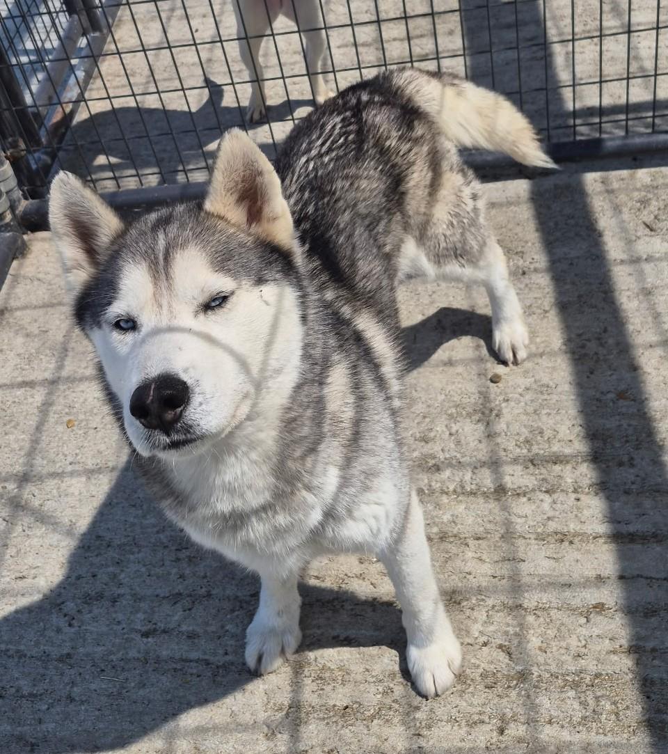 Luke, ADOPTABLE, Adult Male Husky.