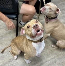 Hershal, Adoptable, Adult Male Pit Bull Terrier & Mixed Breed.