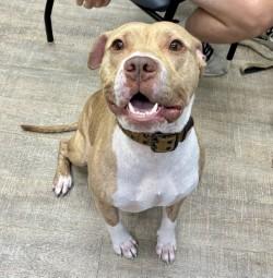 Enlarge Hershal, a Adoptable mixed breed in Gainesville, FL image 2/3