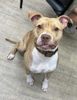 Enlarge Hershal, a Adoptable mixed breed in Gainesville, FL image 3/3