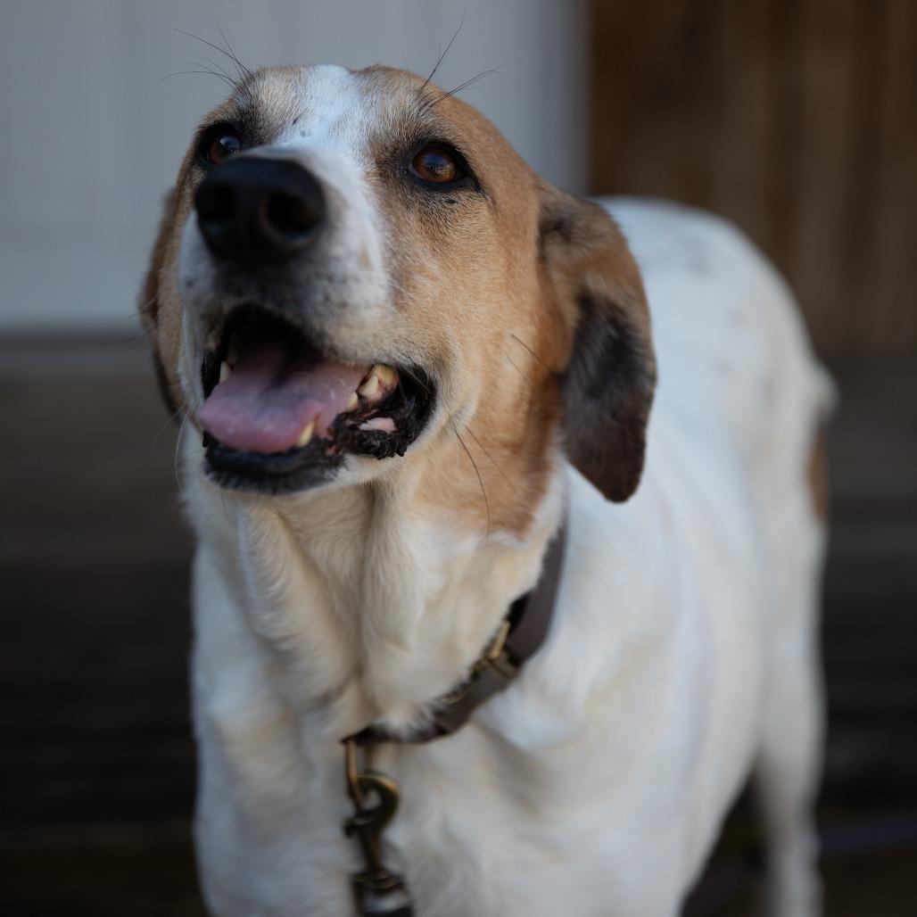 Barbie, Adoptable, Adult Female Mixed Breed.