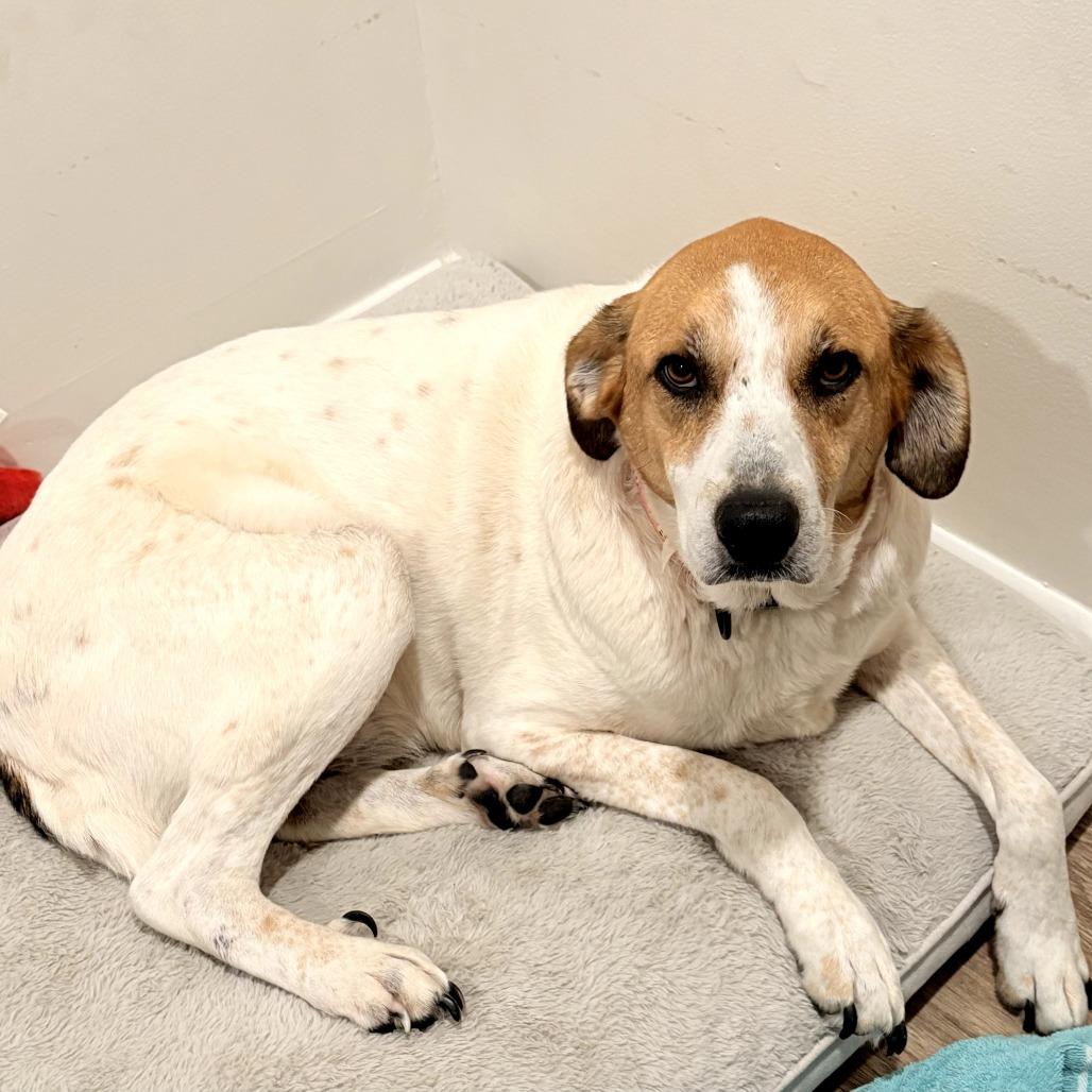 Enlarge Barbie, a Adoptable Mixed Breed in Huntsville, AL image 2/6