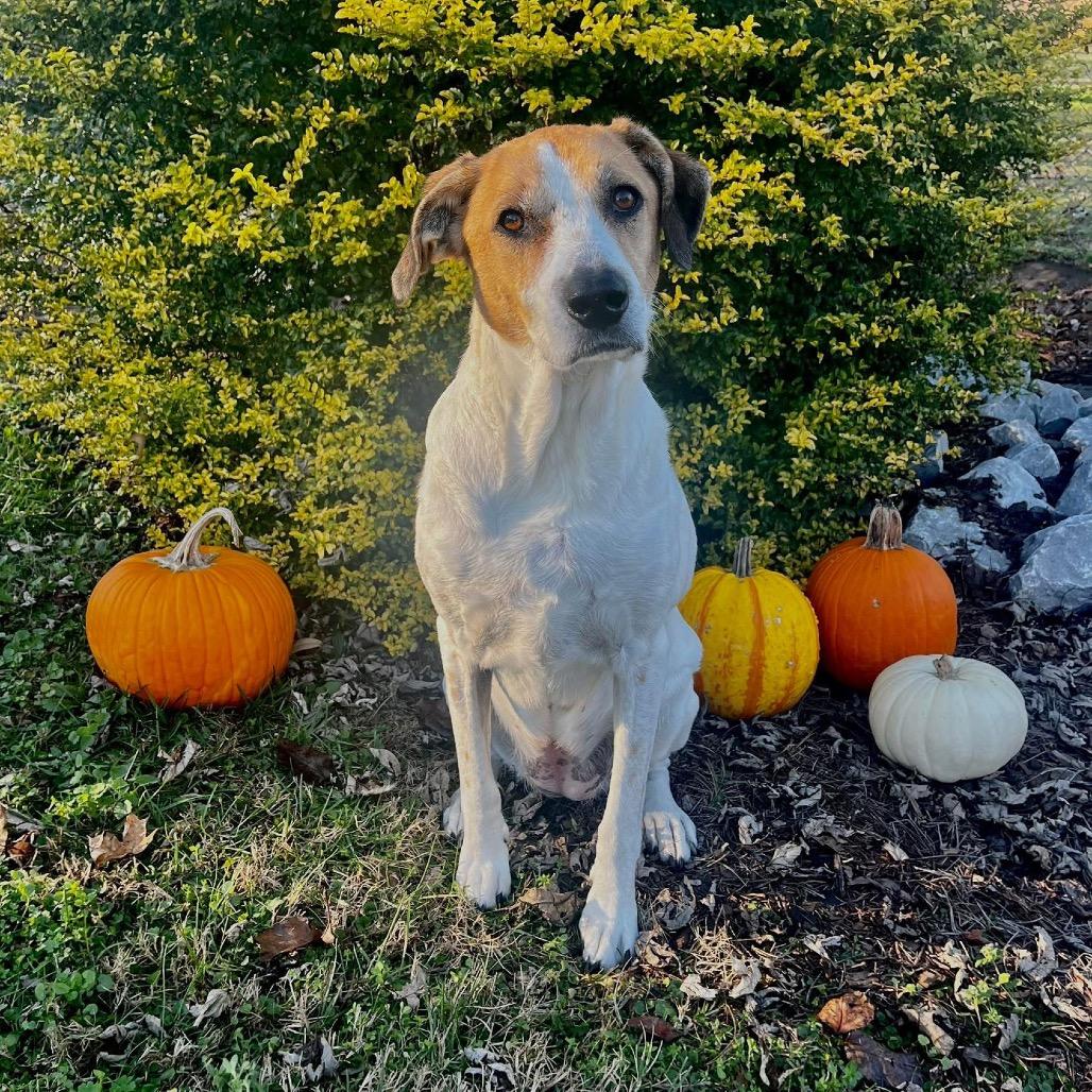 Enlarge Barbie, a Adoptable Mixed Breed in Huntsville, AL image 3/6