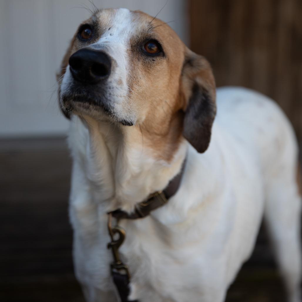 Enlarge Barbie, a Adoptable Mixed Breed in Huntsville, AL image 4/6