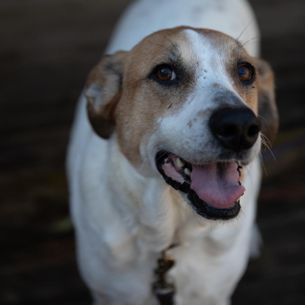 Enlarge Barbie, a Adoptable Mixed Breed in Huntsville, AL image 5/6