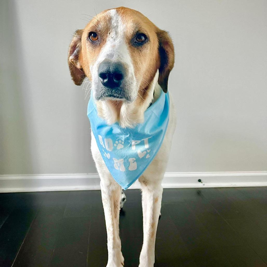 Enlarge Barbie, a Adoptable Mixed Breed in Huntsville, AL image 6/6