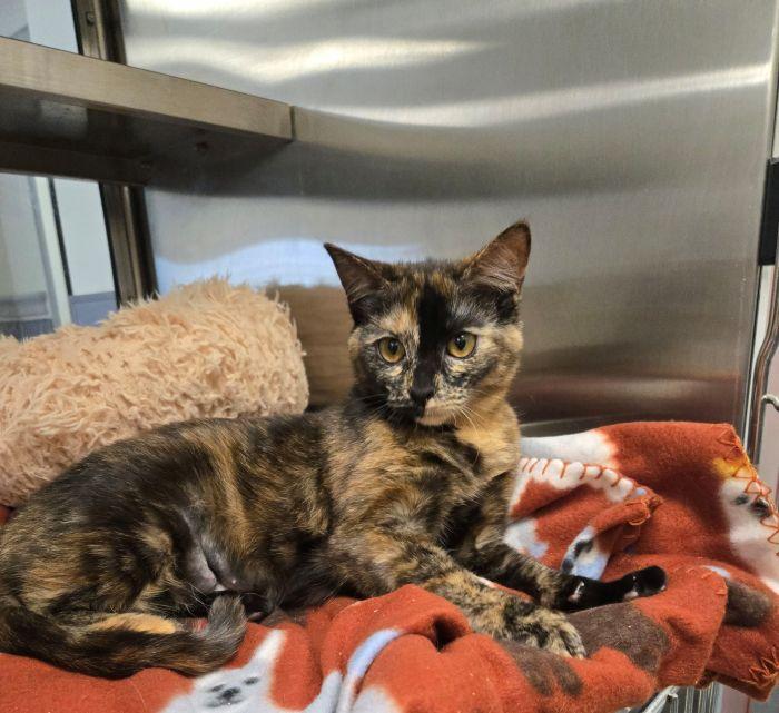 Salisbury, adopted, Young Female Domestic Short Hair.