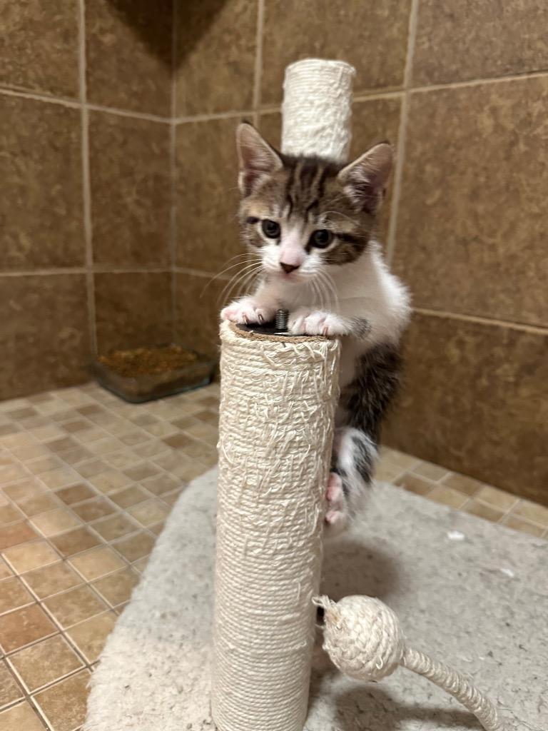 Lovey, Adopted, Kitten Female Domestic Short Hair.