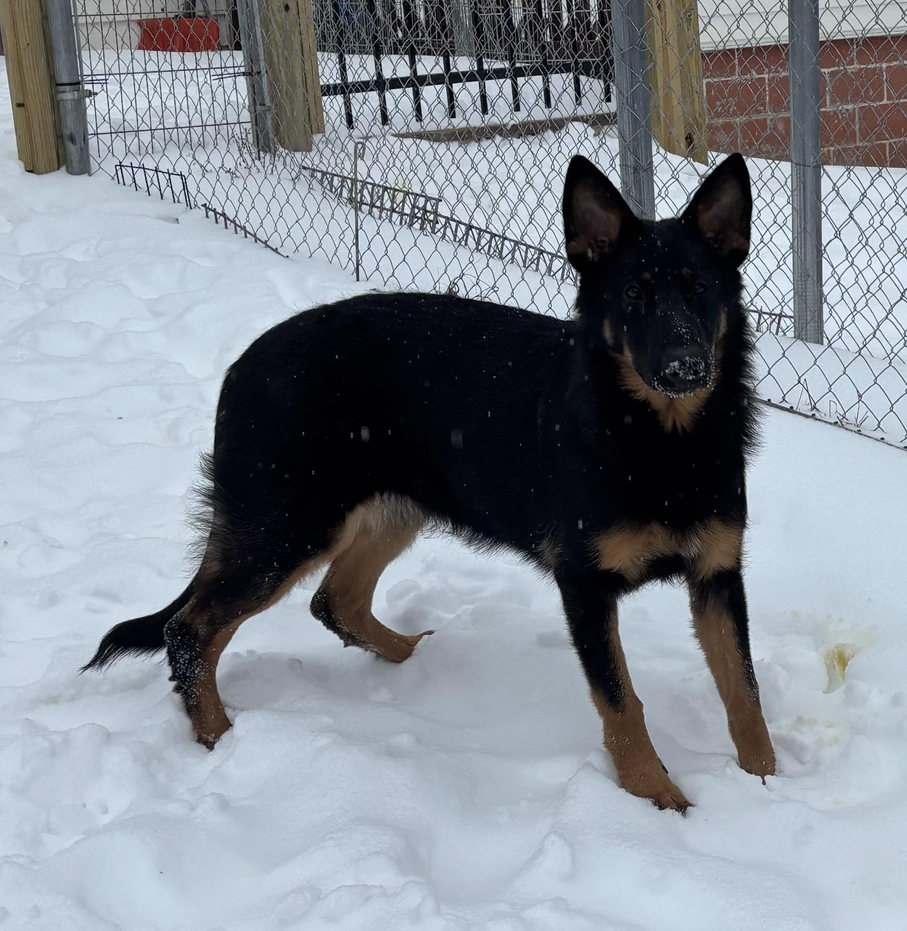 Enlarge Zuri, a ADOPTABLE German Shepherd Dog in Silver Spring, MD image 6/6