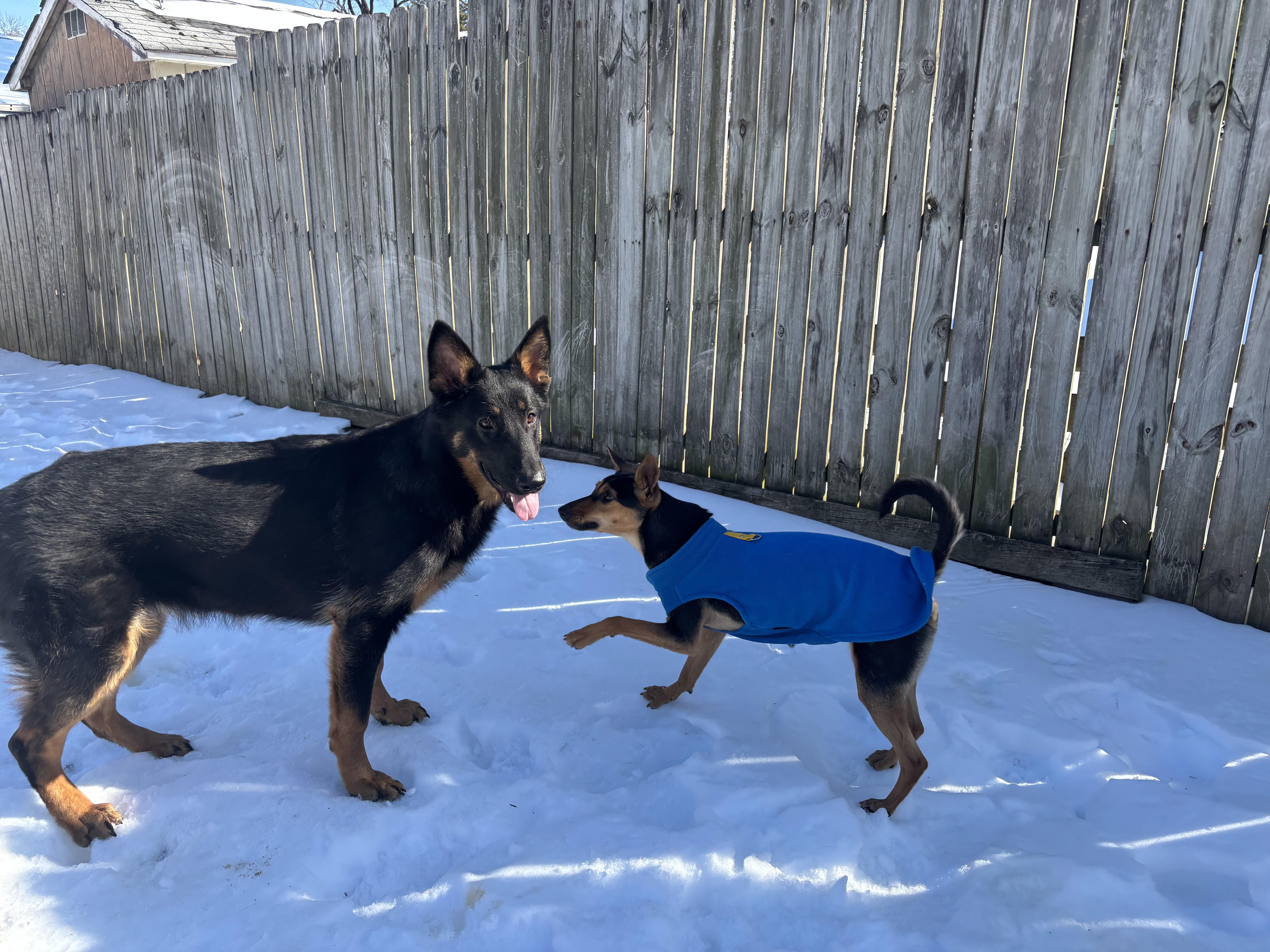 Enlarge Zuri, a ADOPTABLE German Shepherd Dog in Silver Spring, MD image 4/6