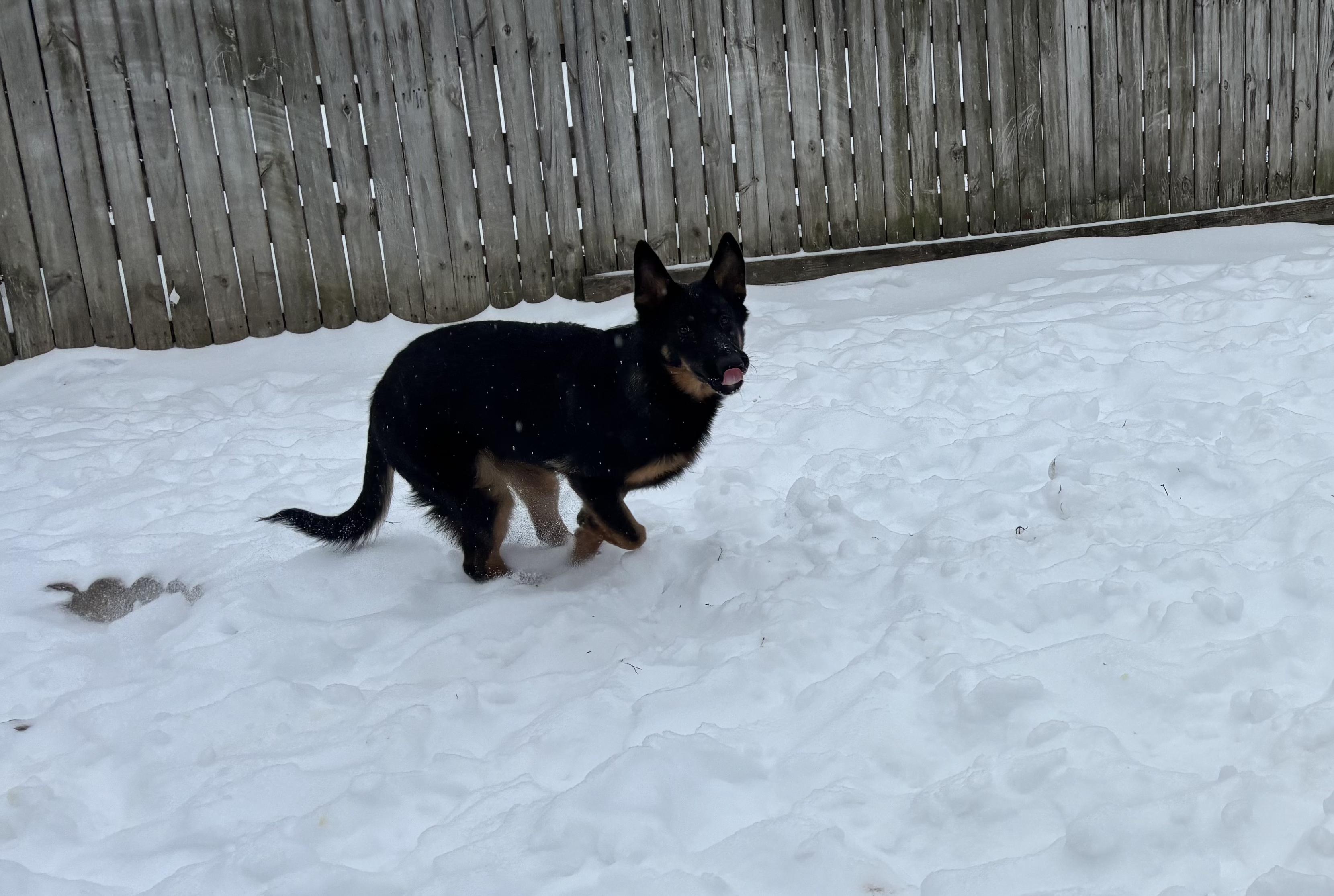 Enlarge Zuri, a ADOPTABLE German Shepherd Dog in Silver Spring, MD image 5/6