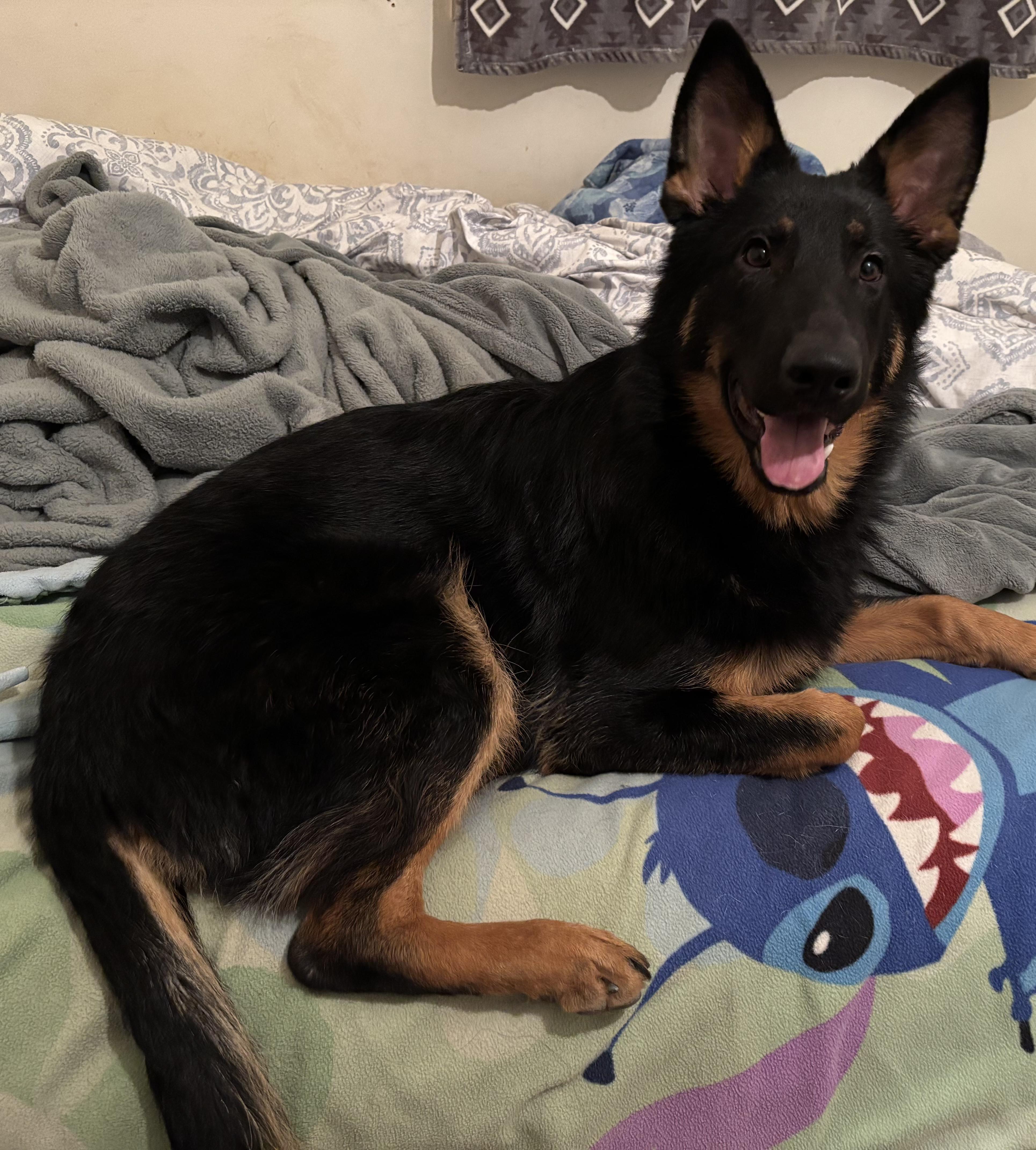 Enlarge Zuri, a ADOPTABLE German Shepherd Dog in Silver Spring, MD image 3/6