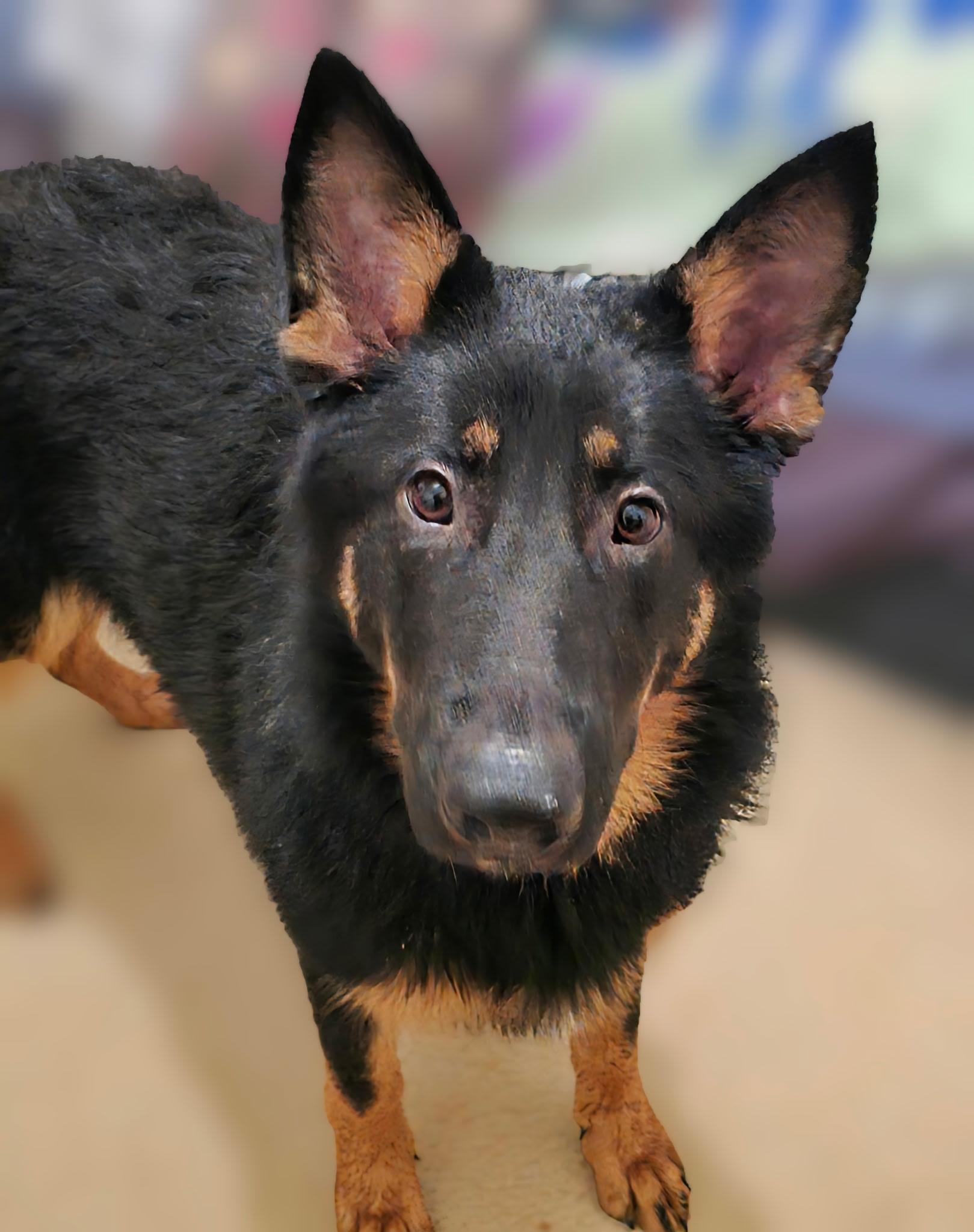 Enlarge Zuri, a ADOPTABLE German Shepherd Dog in Silver Spring, MD image 1/6