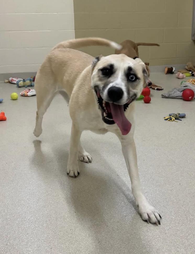 Luna, ADOPTABLE, Young Female Husky.