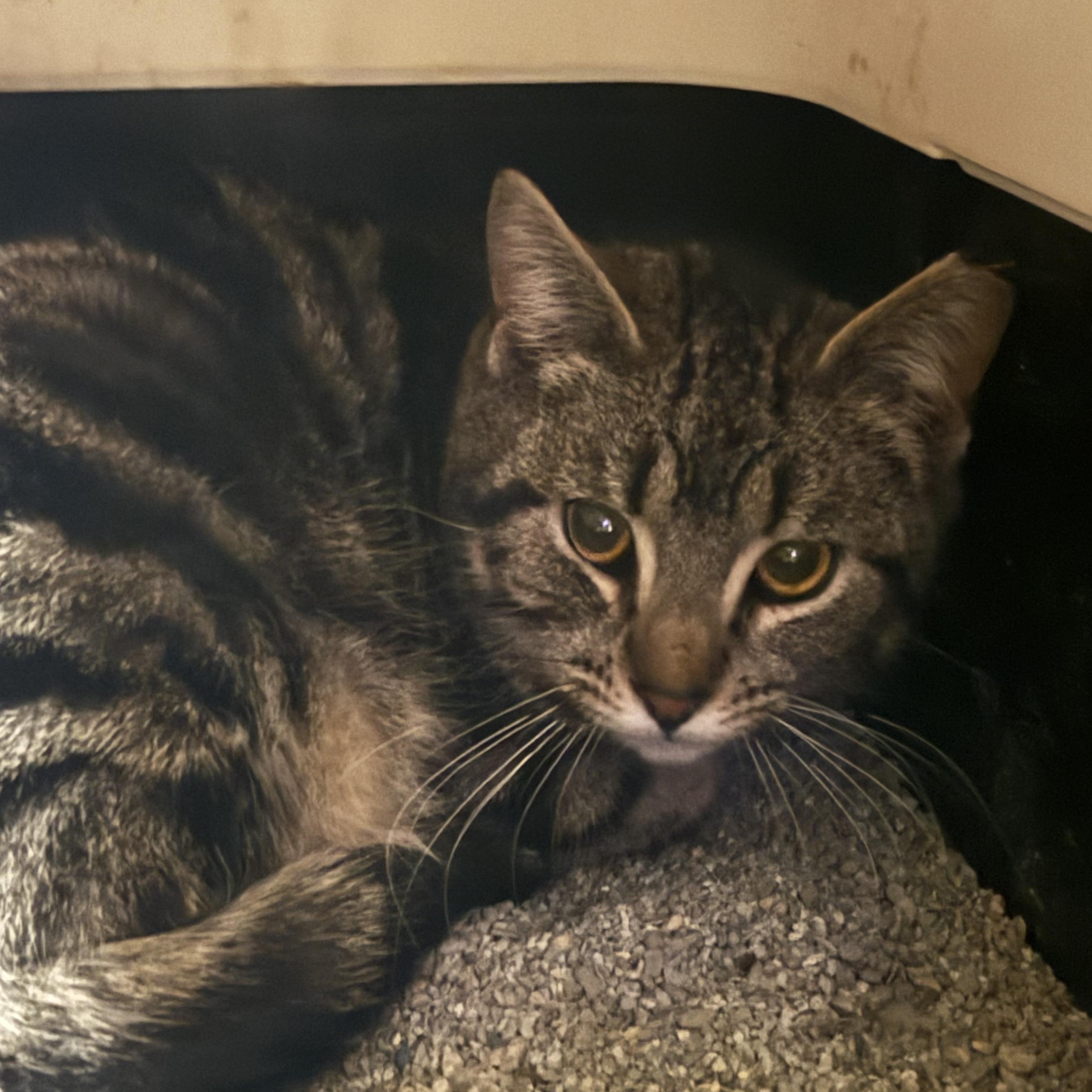 Little Miss Sunshine, a ADOPTABLE Domestic Short Hair in Troy, NY image 4/4