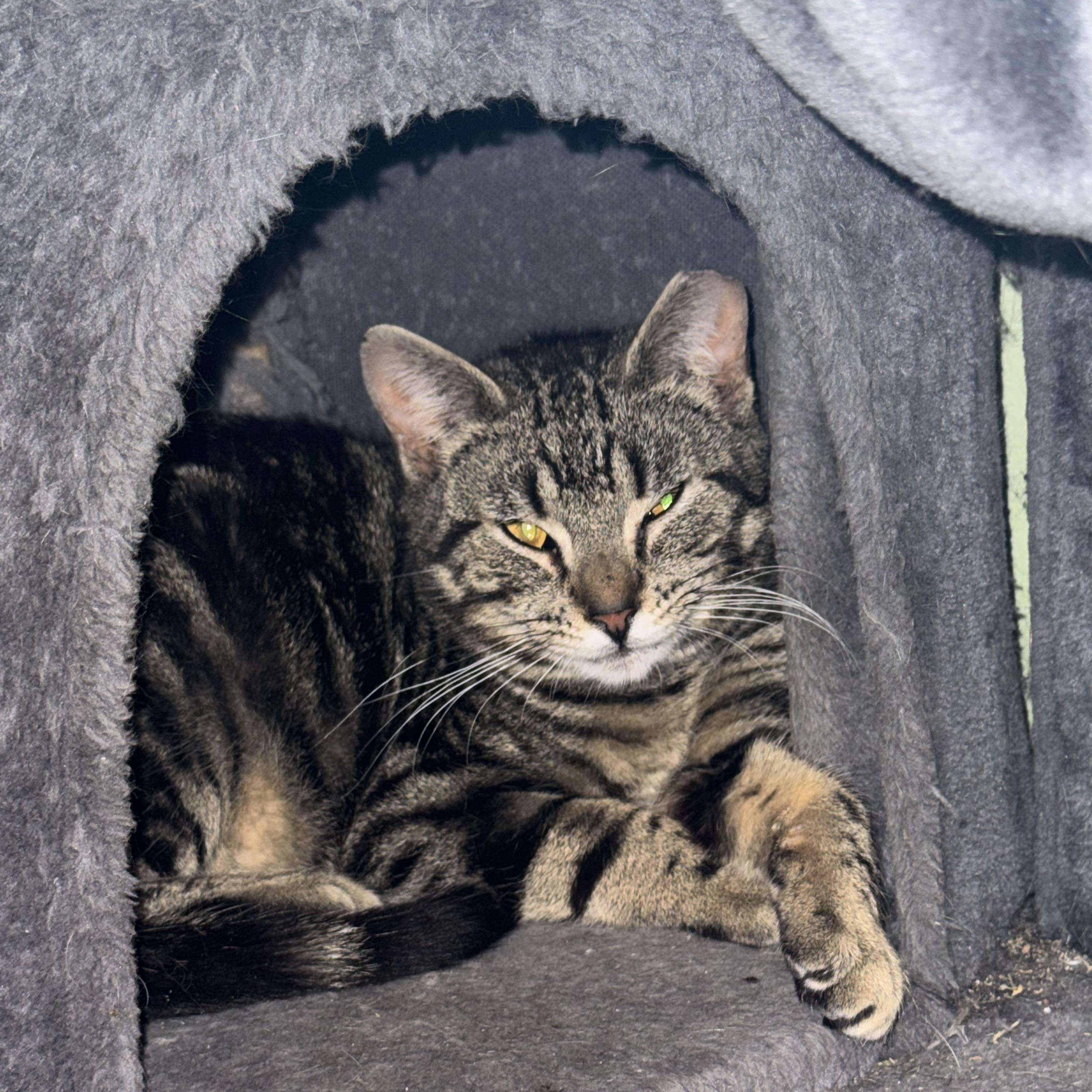 Little Miss Sunshine, a ADOPTABLE Domestic Short Hair in Troy, NY image 2/4