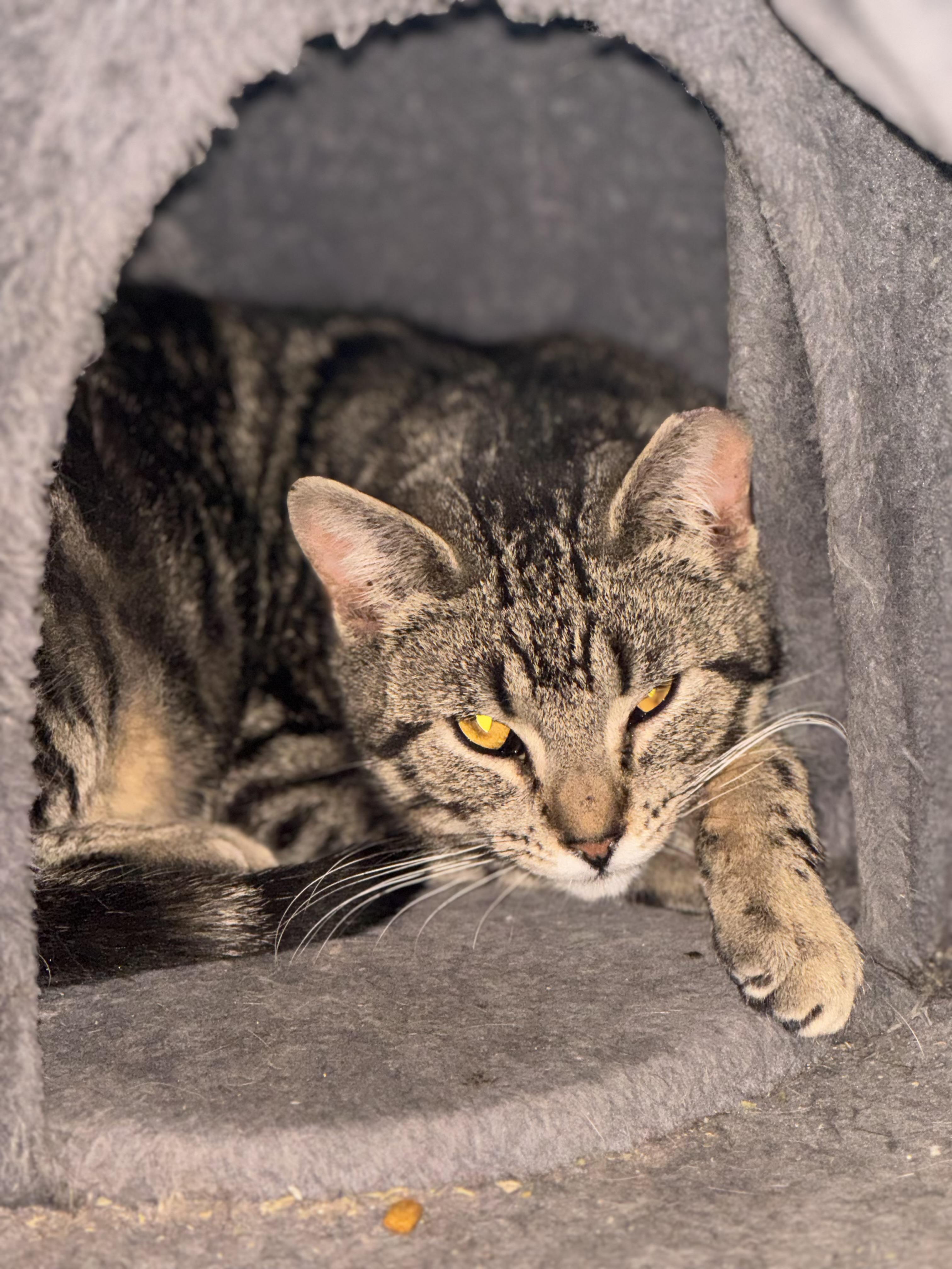 Little Miss Sunshine, a ADOPTABLE Domestic Short Hair in Troy, NY image 1/4