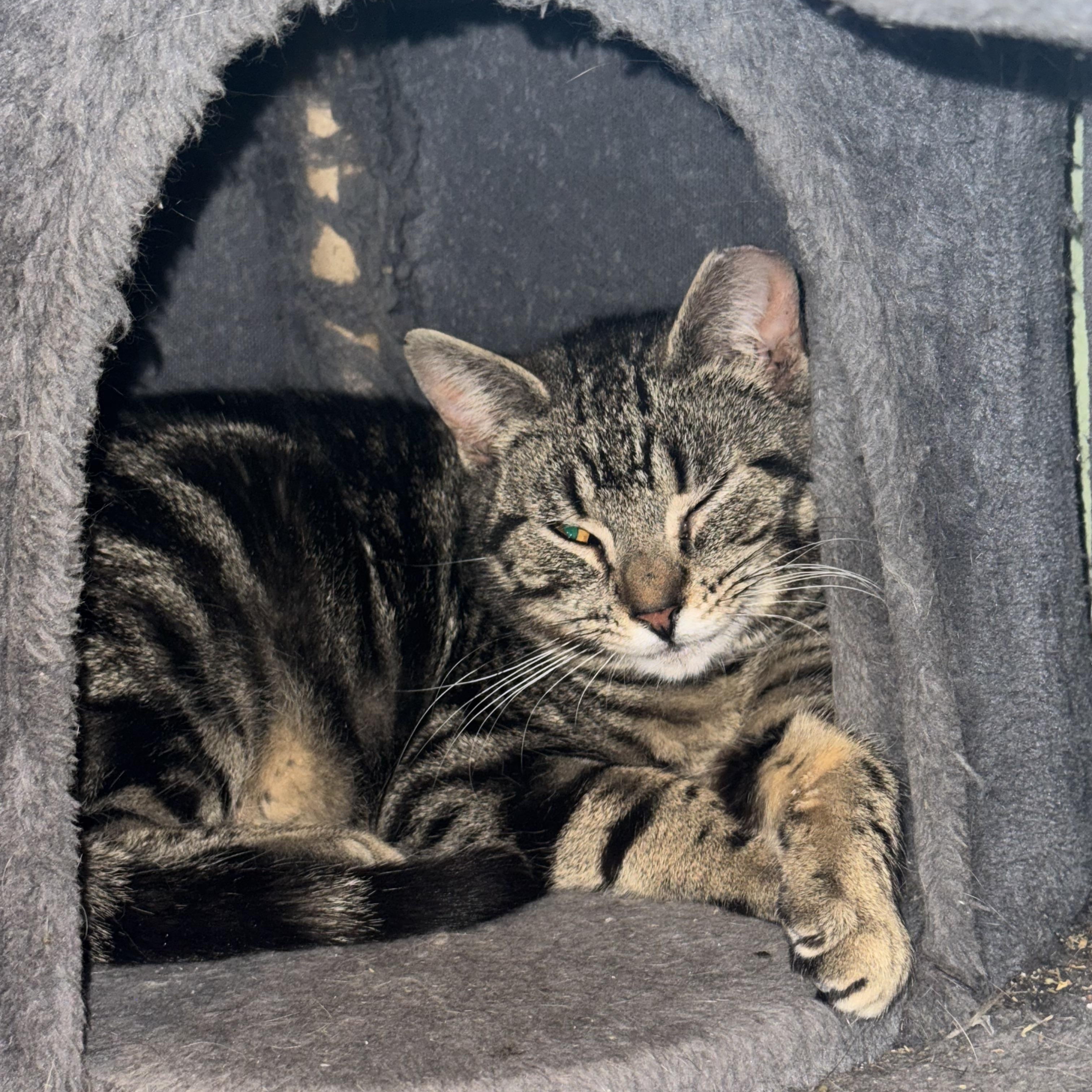 Little Miss Sunshine, a ADOPTABLE Domestic Short Hair in Troy, NY image 3/4