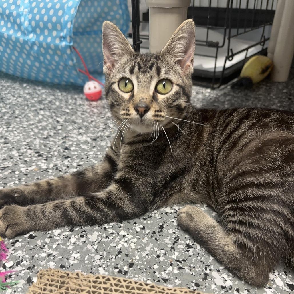 Joy, ADOPTABLE, Young Female Domestic Short Hair.