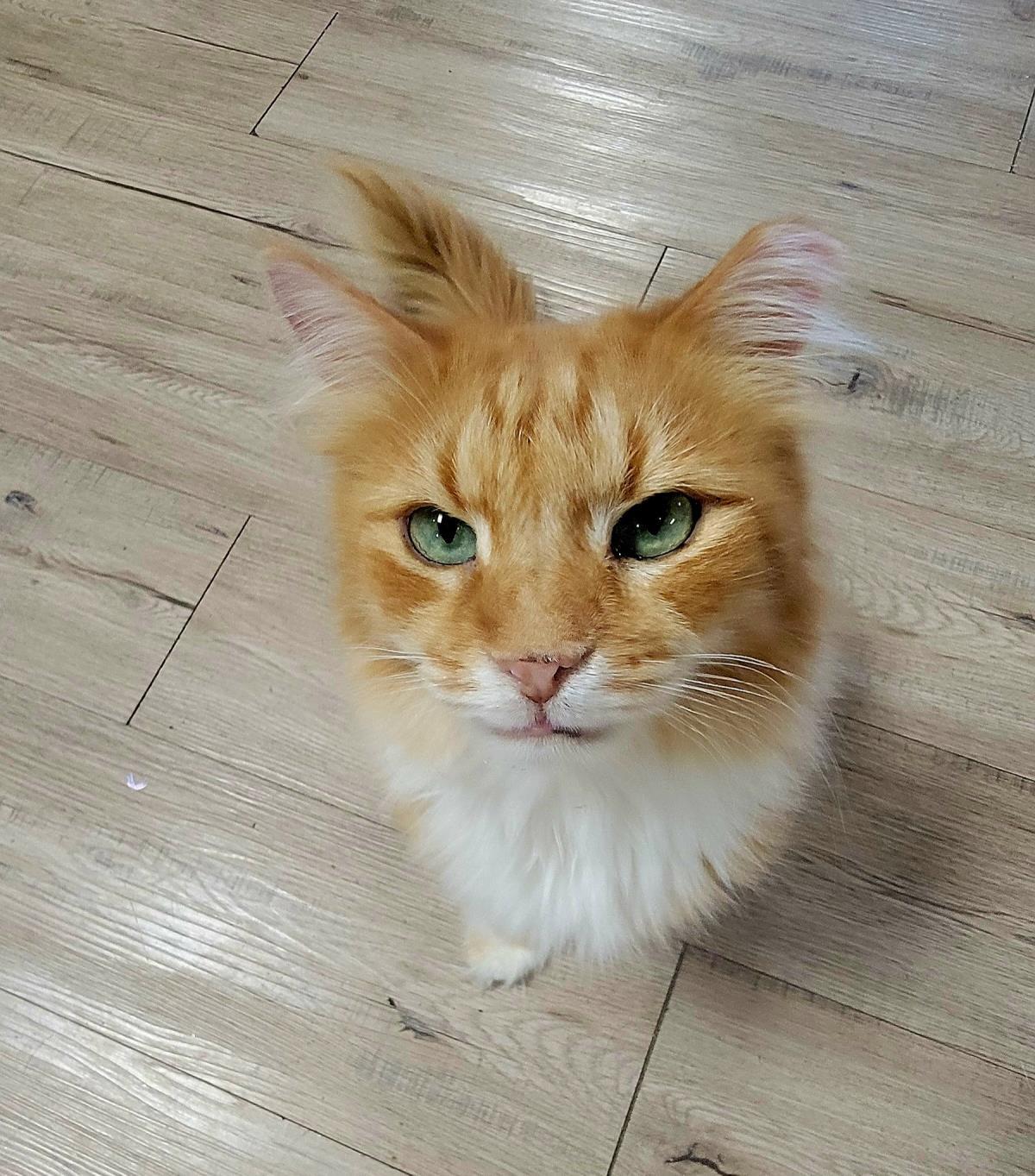 Cumin Orange, Adoptable, Senior Female Domestic Long Hair.