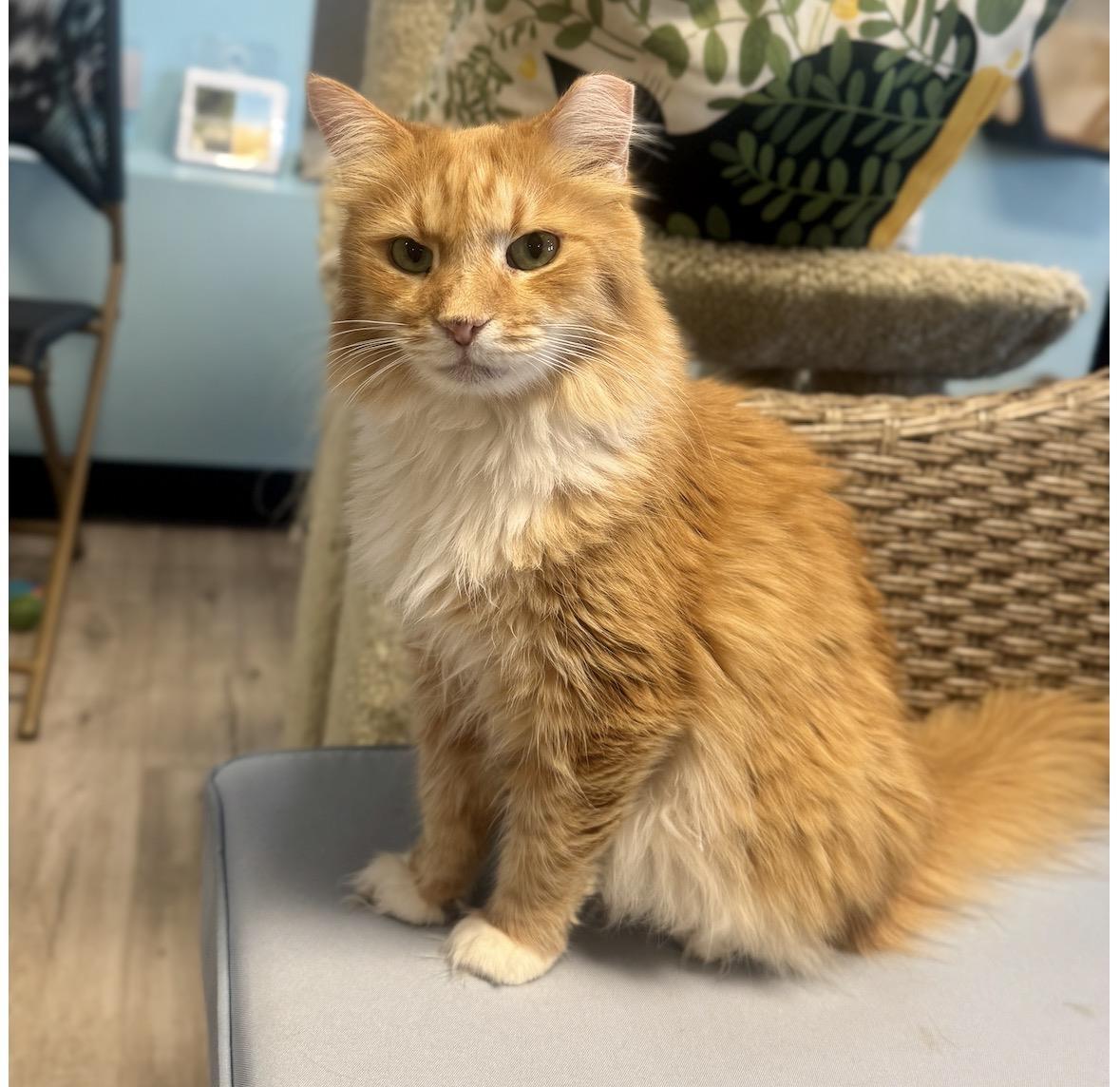 Enlarge Cumin Orange, a Adoptable Domestic Long Hair in Chandler, AZ image 2/3