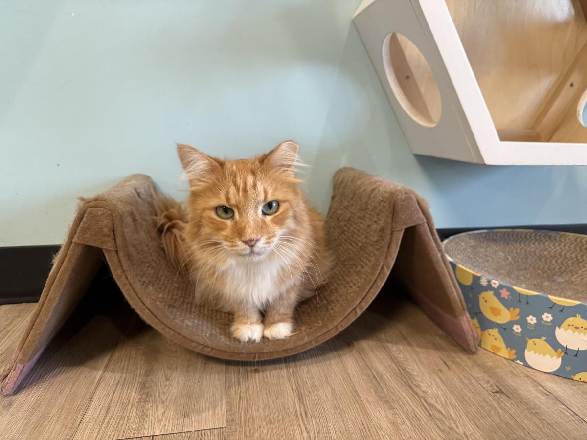 Enlarge Cumin Orange, a Adoptable Domestic Long Hair in Chandler, AZ image 3/3
