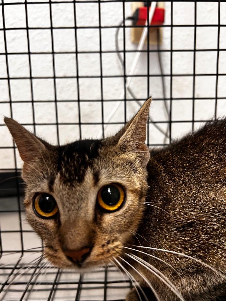 Tweety bird, Adoptable, Kitten Female Domestic Short Hair.