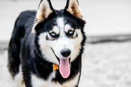 Enlarge Simpson, a Adoptable mixed breed in Waunakee, WI image 1/3