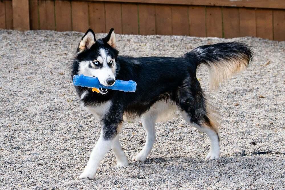 Enlarge Simpson, a Adoptable mixed breed in Waunakee, WI image 2/3