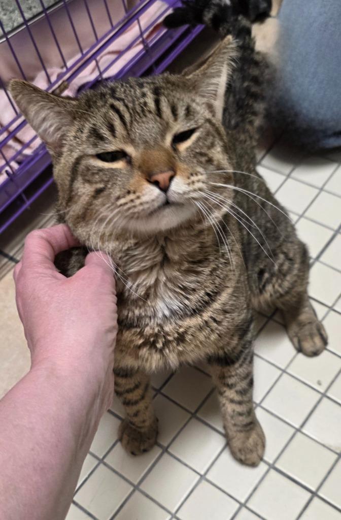 Stuart, Adoptable, Young Male Domestic Short Hair.