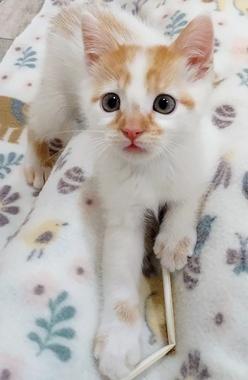 Cookie Dough, adopted, Kitten Female Domestic Short Hair.