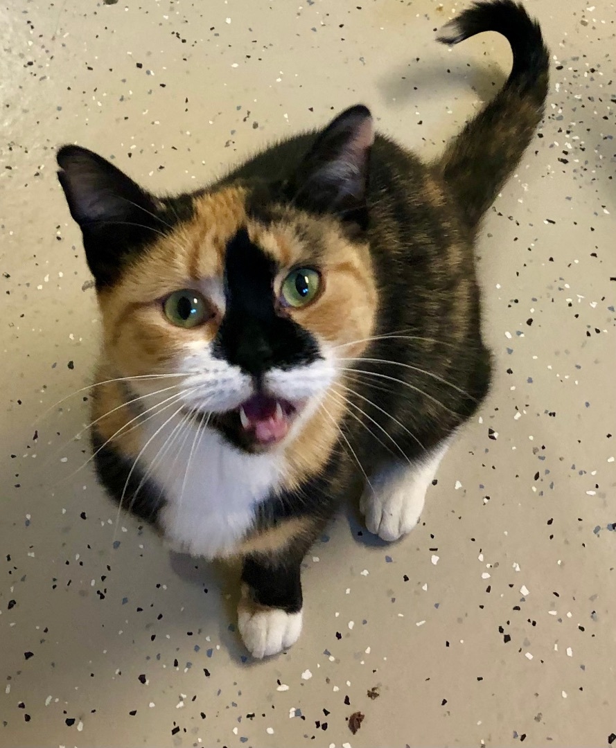 Enlarge Maggie, a Adopted Calico in Gouldsboro, PA image 1/3