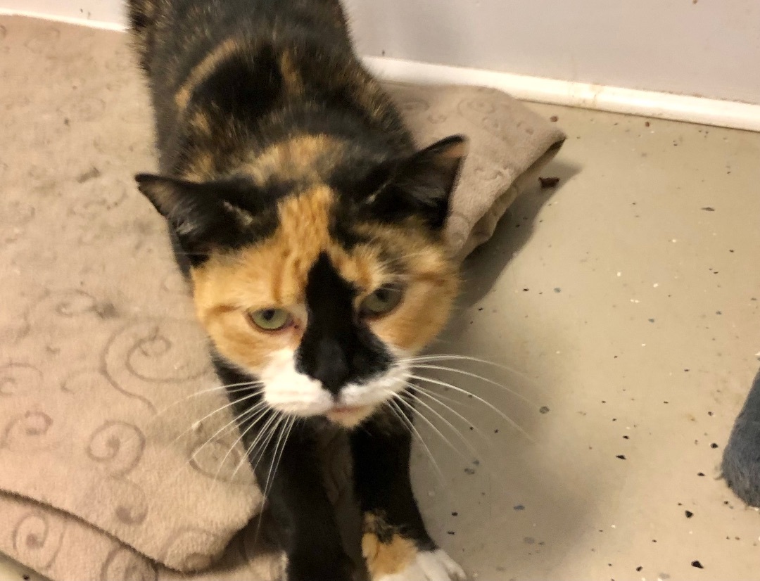 Enlarge Maggie, a Adopted Calico in Gouldsboro, PA image 3/3