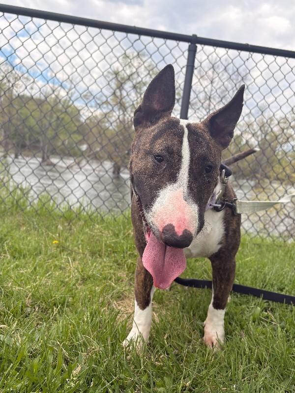 Mackenzie, Adoptable, Adult Female Bull Terrier.