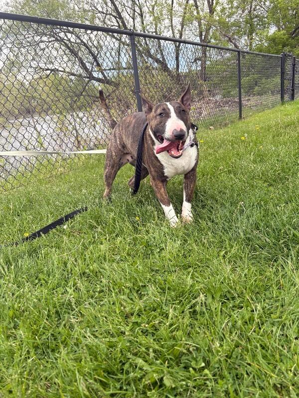 Mackenzie, a Adoptable Bull Terrier in Warren, PA image 2/4